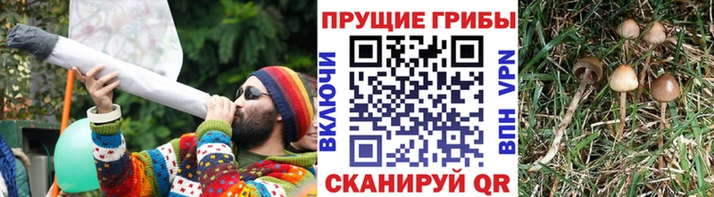 Галлюциногенные грибы GOLDEN TEACHER Киржач